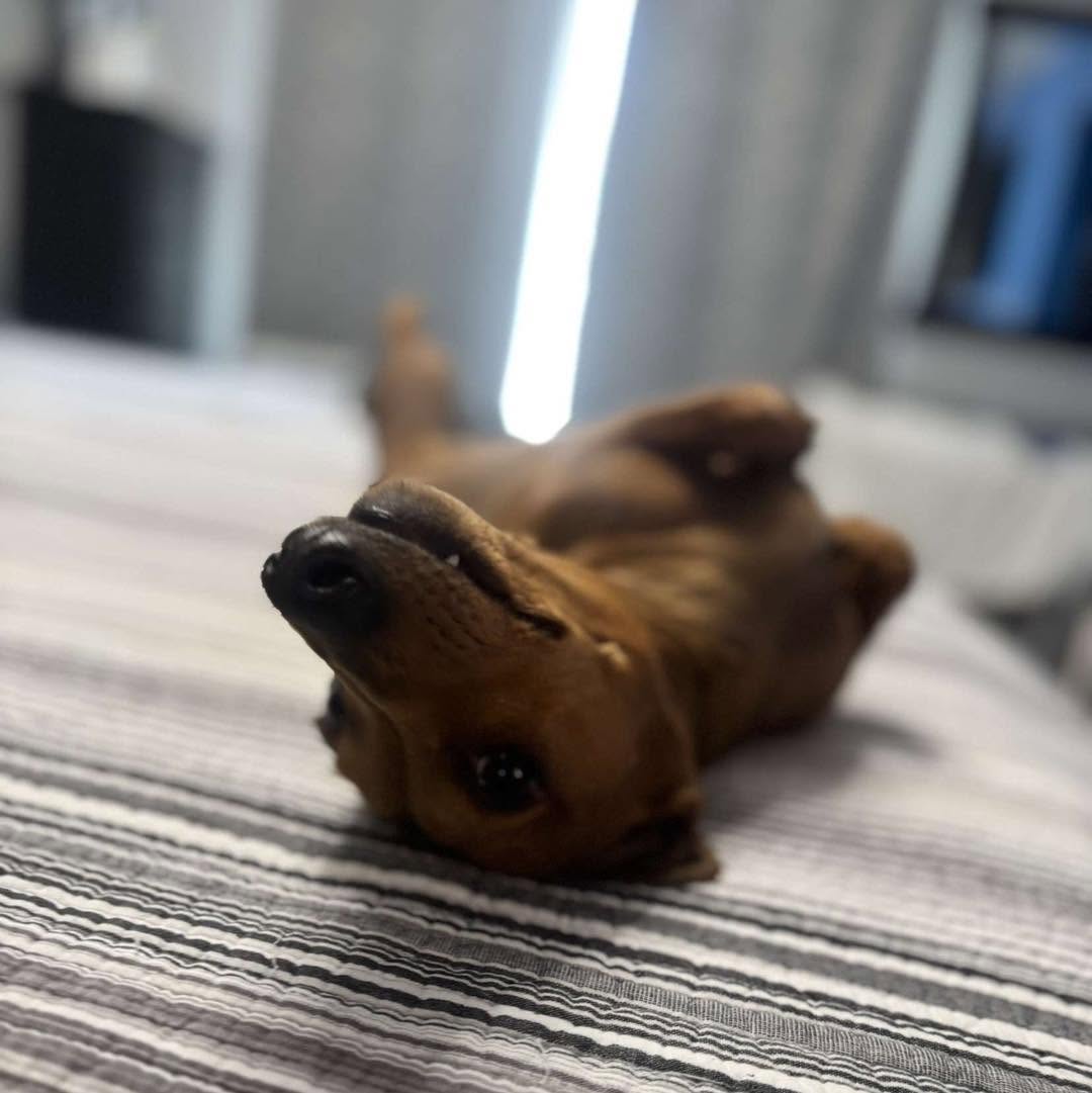 Pet companion resting on clean rug