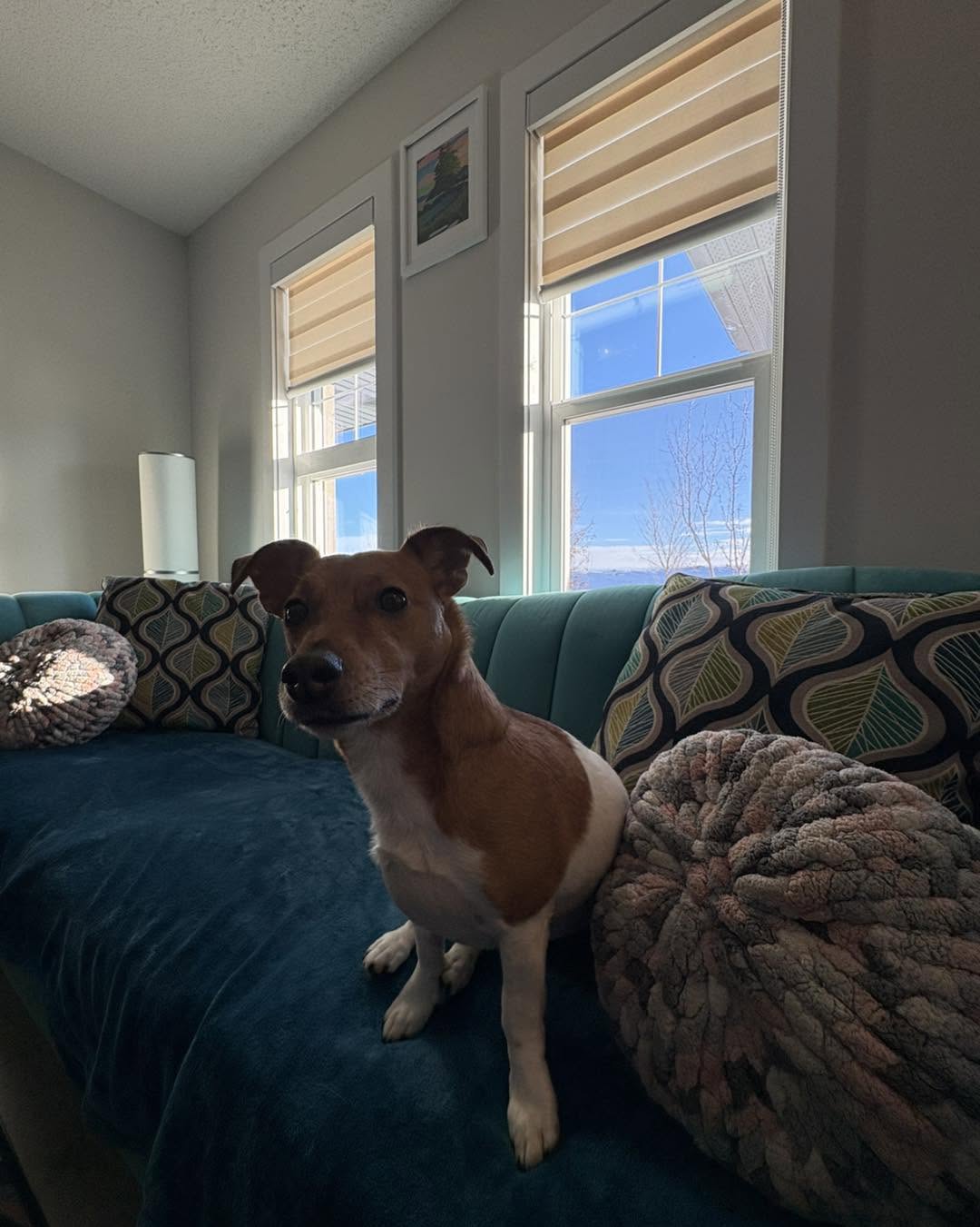 Dog comfortably resting after home cleaning