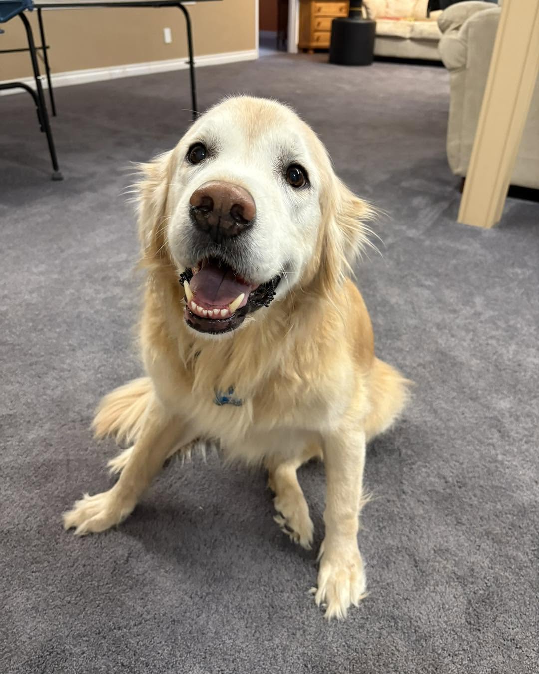 Pet smiling in immaculate surroundings